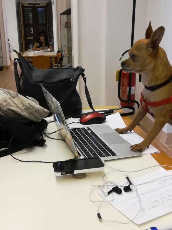 dog office extinguisher